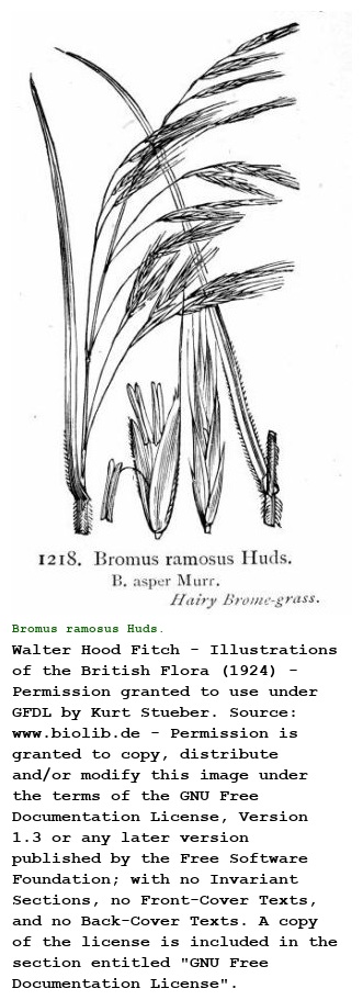 Bromus ramosus Huds.
